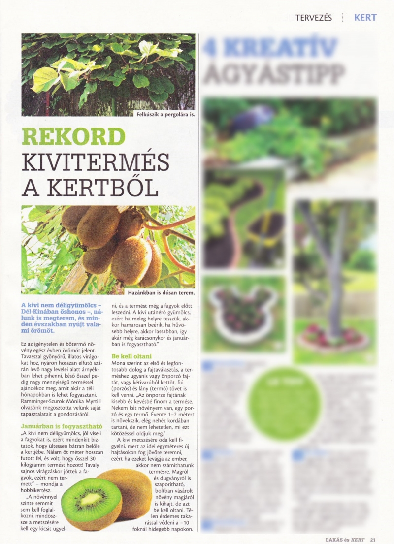 Presse: Meine Kiwi Fotos und eine kurze Beschreibung in einem ungarischen Garten-Magazin
